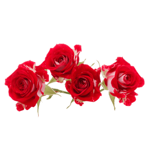 Fresho Cut Roses Flower, 1 kg